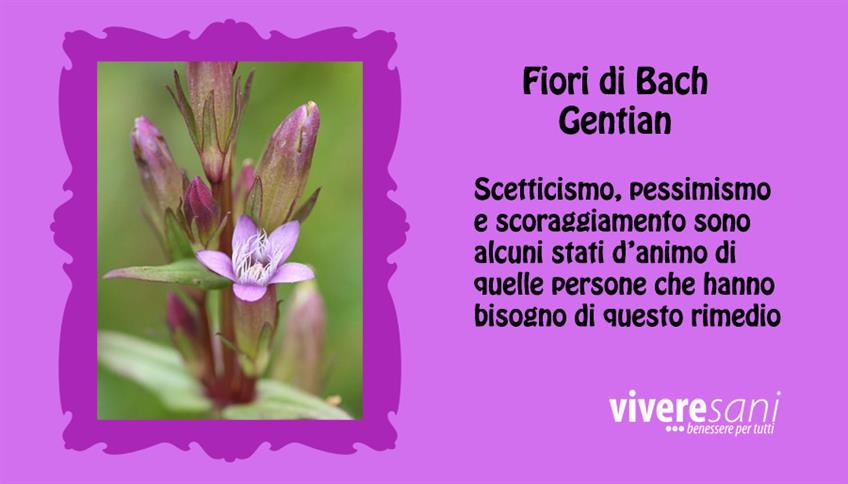 Gentian Gentian